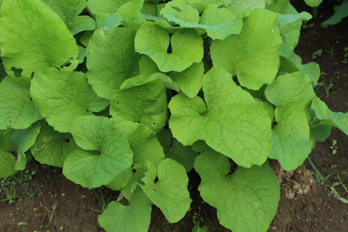 burdock plant herb