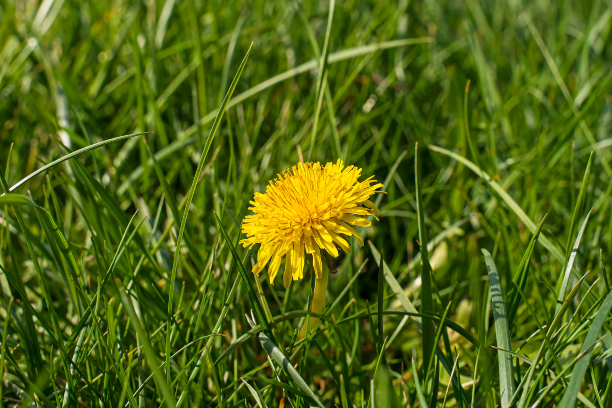 Dandelion plant herb