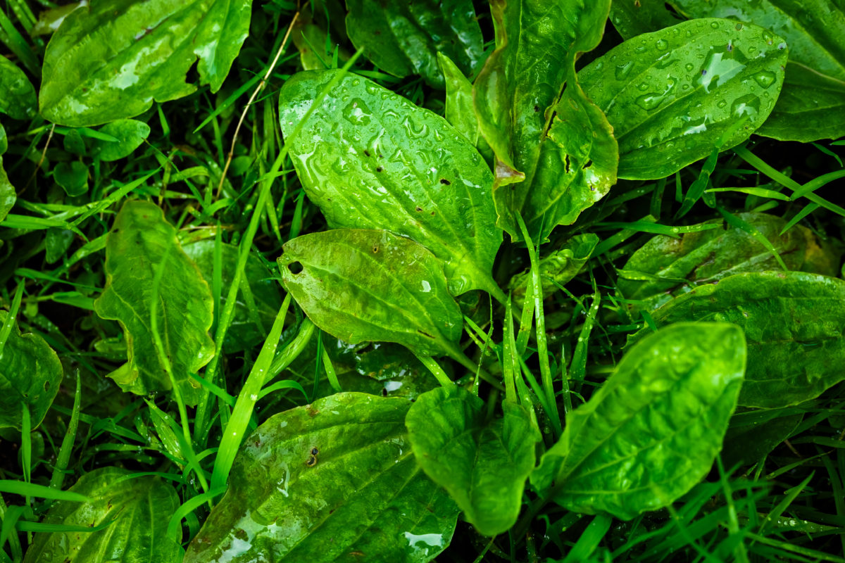 plantain plant herb