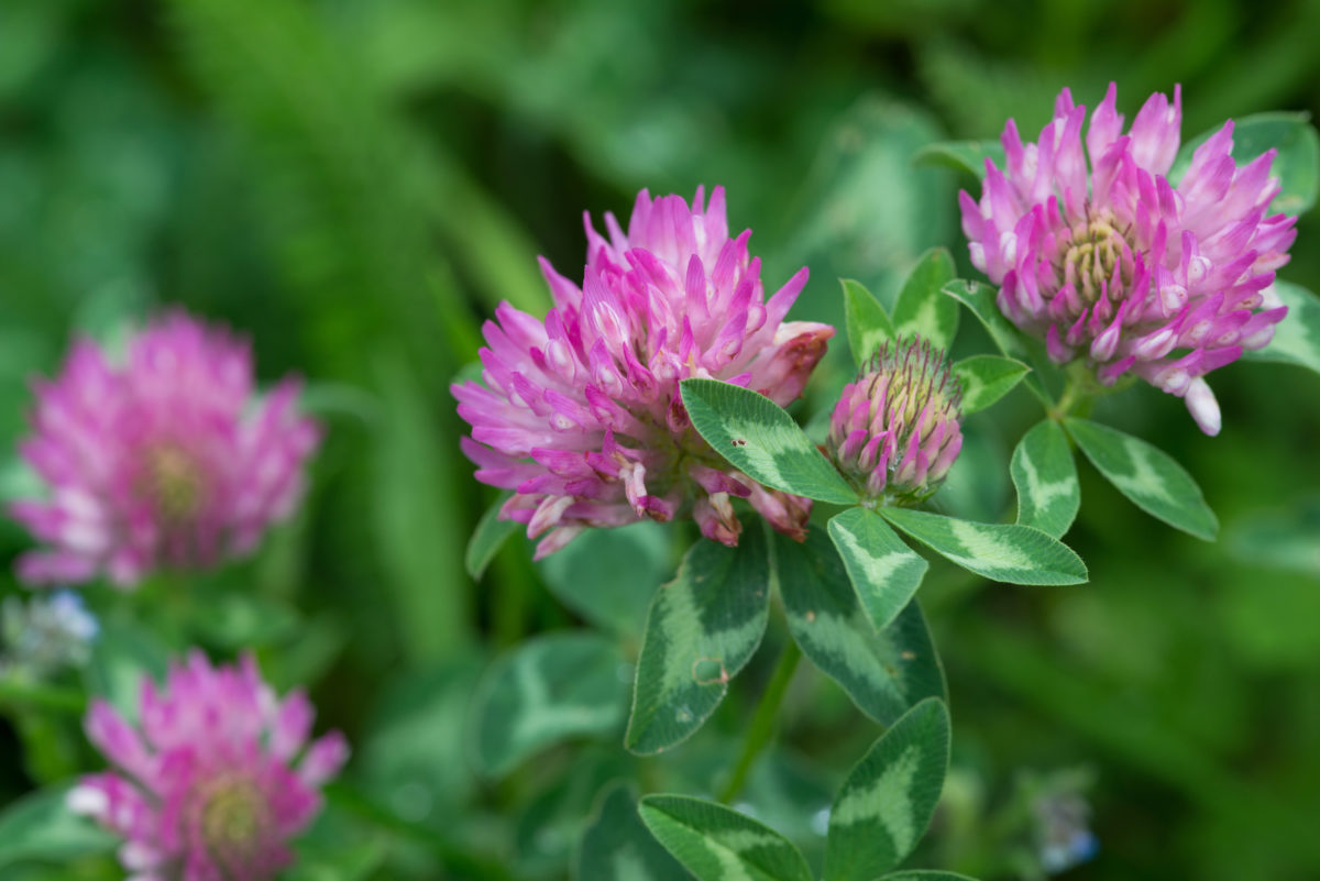 red clover plant herb