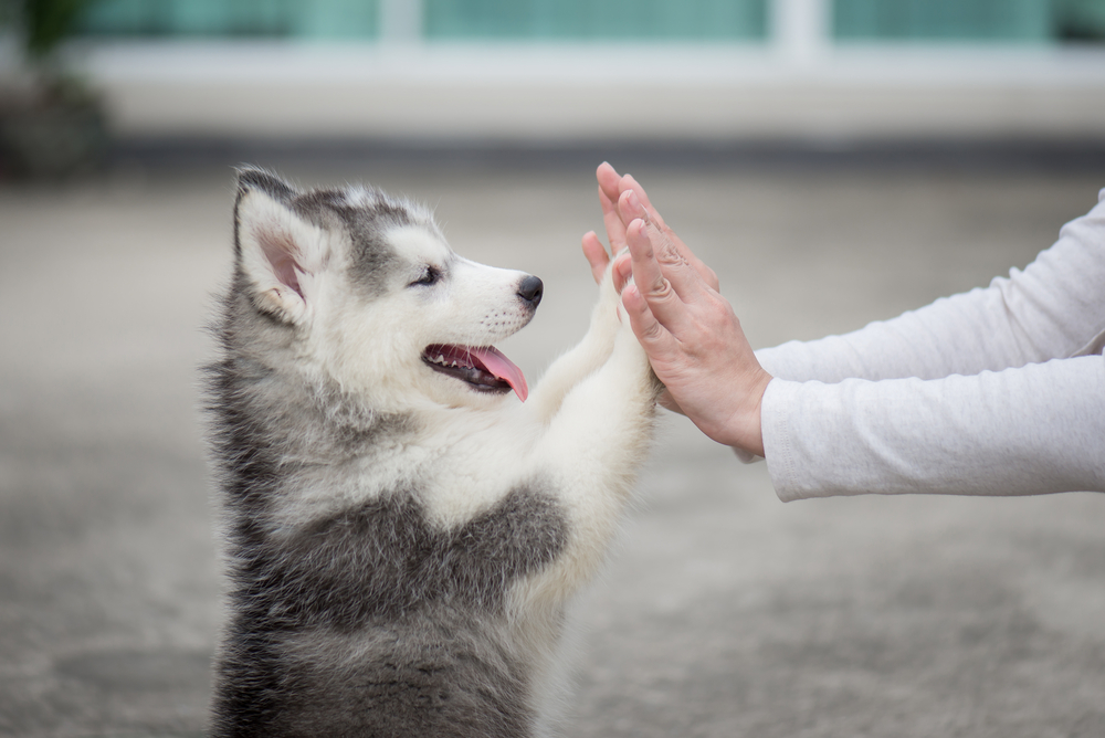 30 Unique Dog Names