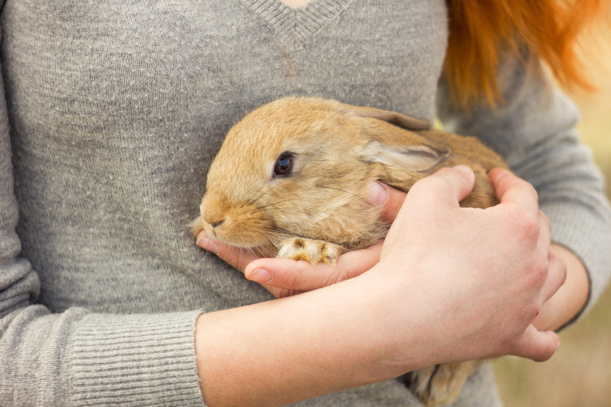 AITA For Telling My Husband I Will Not Rehome My Pet Rabbit After It Scratched Our Daughter?