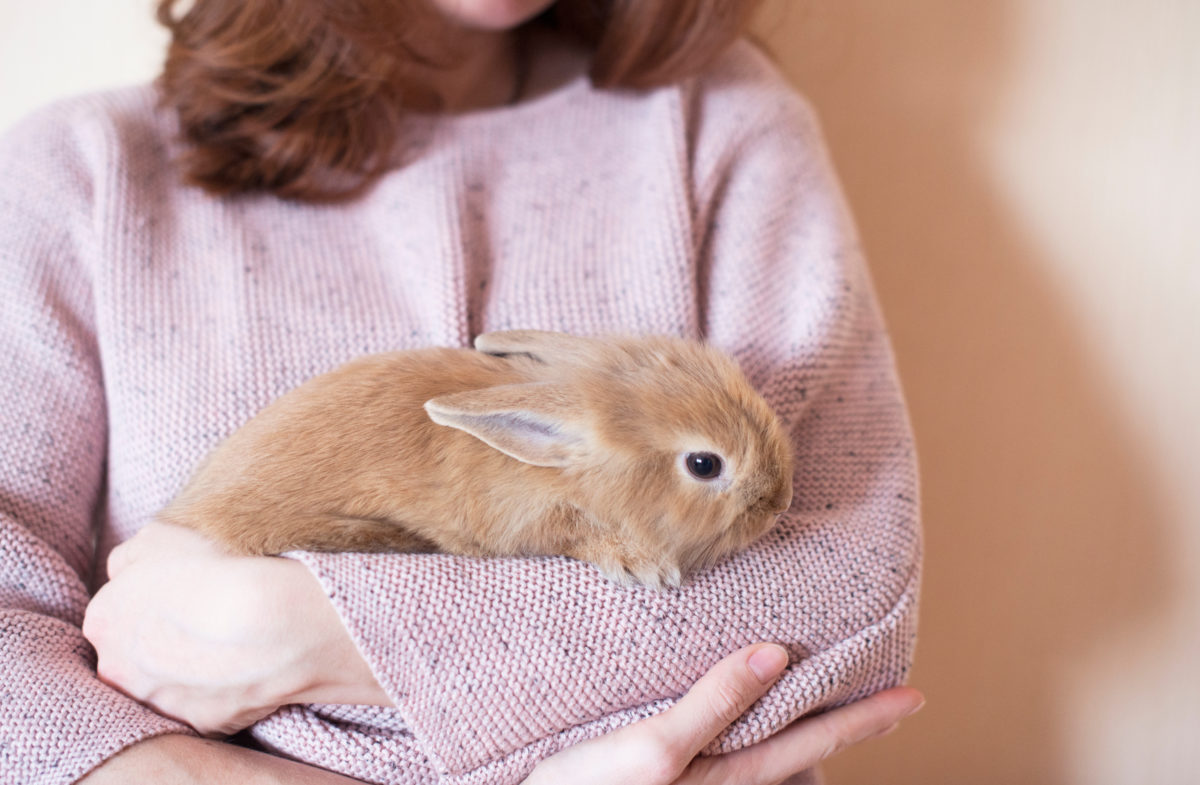 AITA For Telling My Husband I Will Not Rehome My Pet Rabbit After It Scratched Our Daughter?