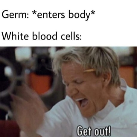 30 Gordon Ramsay Memes 