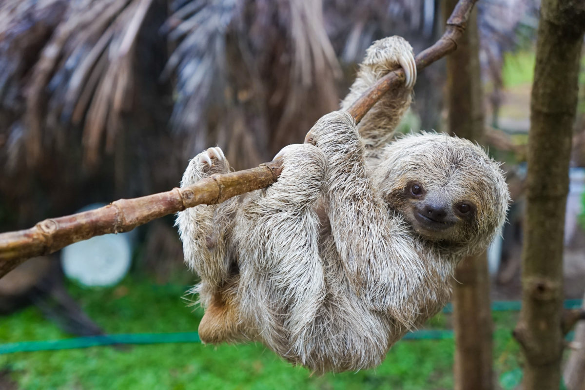 Cincinnati Zoo Honors Late 1-Year-Old By Naming Sloth Habitat After Him