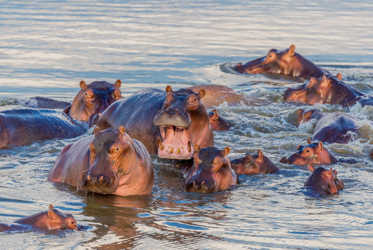 U.S. Rules Pablo Escobar's 'Cocaine Hippos' Are Legal 'Persons'