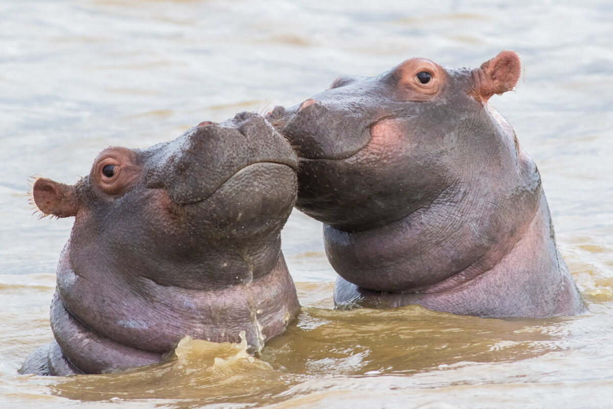 U.S. Rules Pablo Escobar's 'Cocaine Hippos' Are Legal 'Persons'