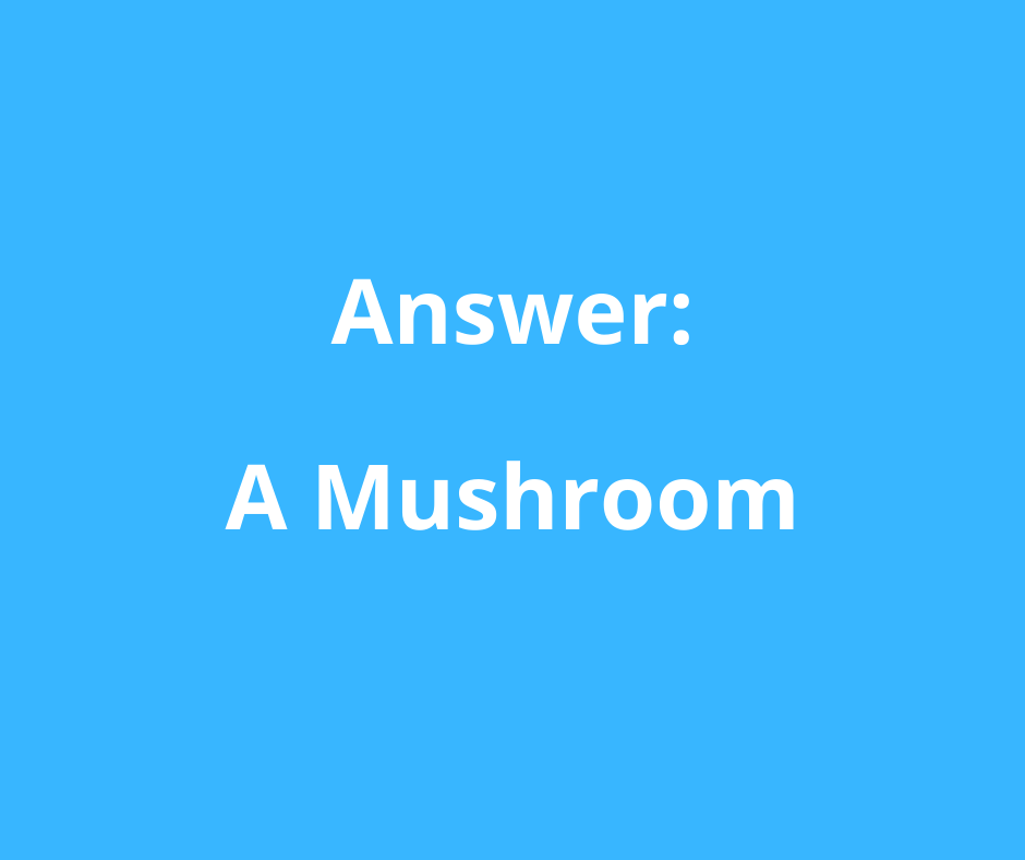 What kind of room has no doors or windows? |