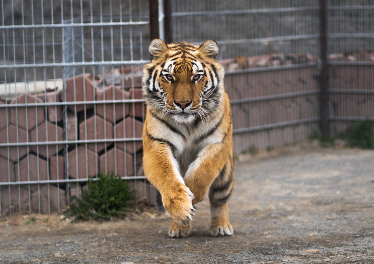 Tiger King's Jeff Johnson Dead At 58, Police Confirm He Died By Suicide