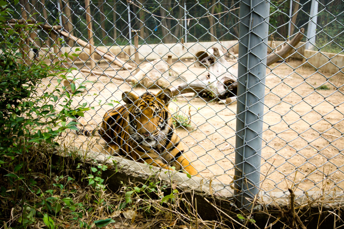 Tiger King's Jeff Johnson Dead At 58, Police Confirm He Died By Suicide