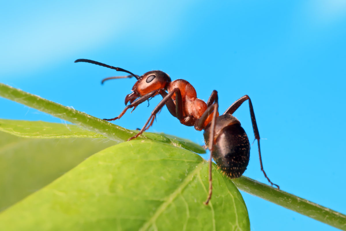 Wait, Ants Smell? This Is Why You May Not Be Able To Smell Ants