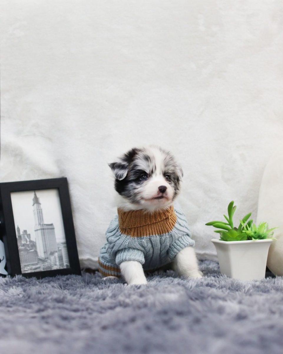 Photos of Teacup Puppies