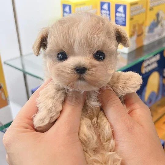 Photos of Teacup Puppies