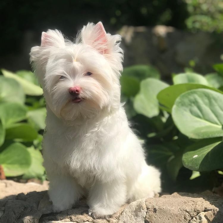 Photos of Teacup Puppies