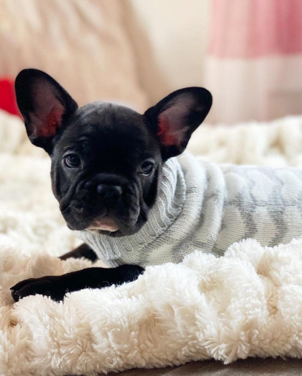 Photos of Teacup Puppies