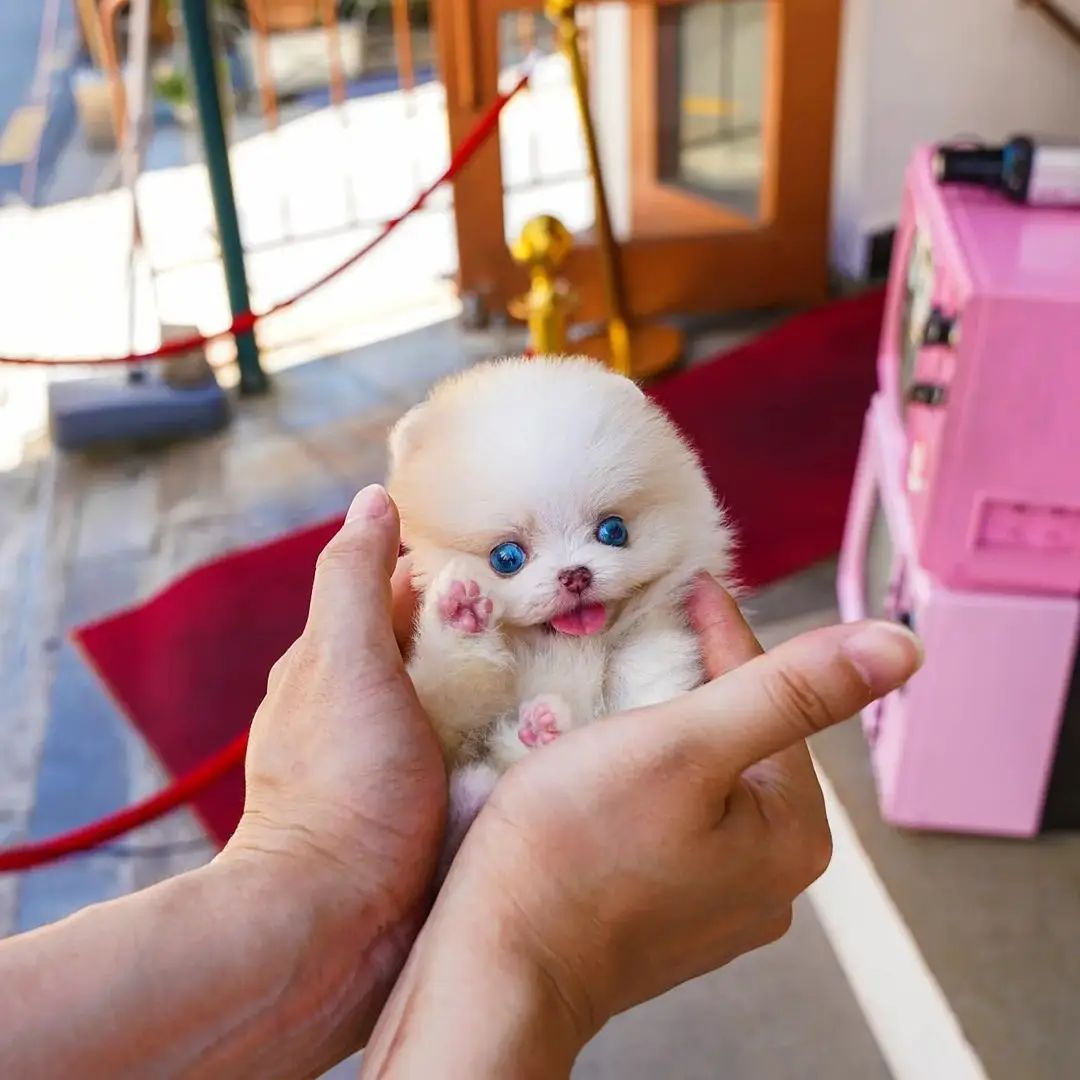 Photos of Teacup Puppies