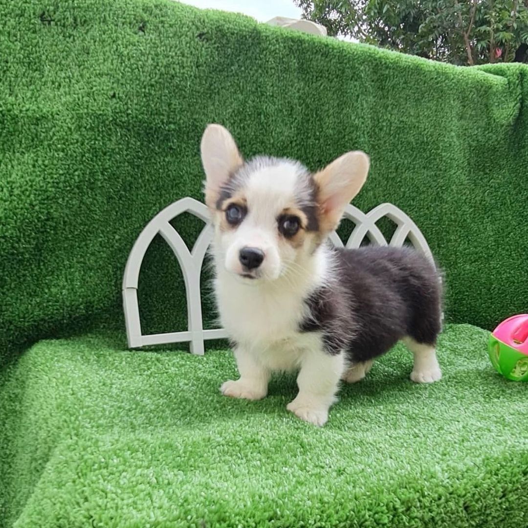 Photos of Teacup Puppies