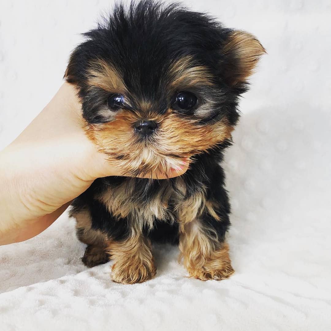 Photos of Teacup Puppies