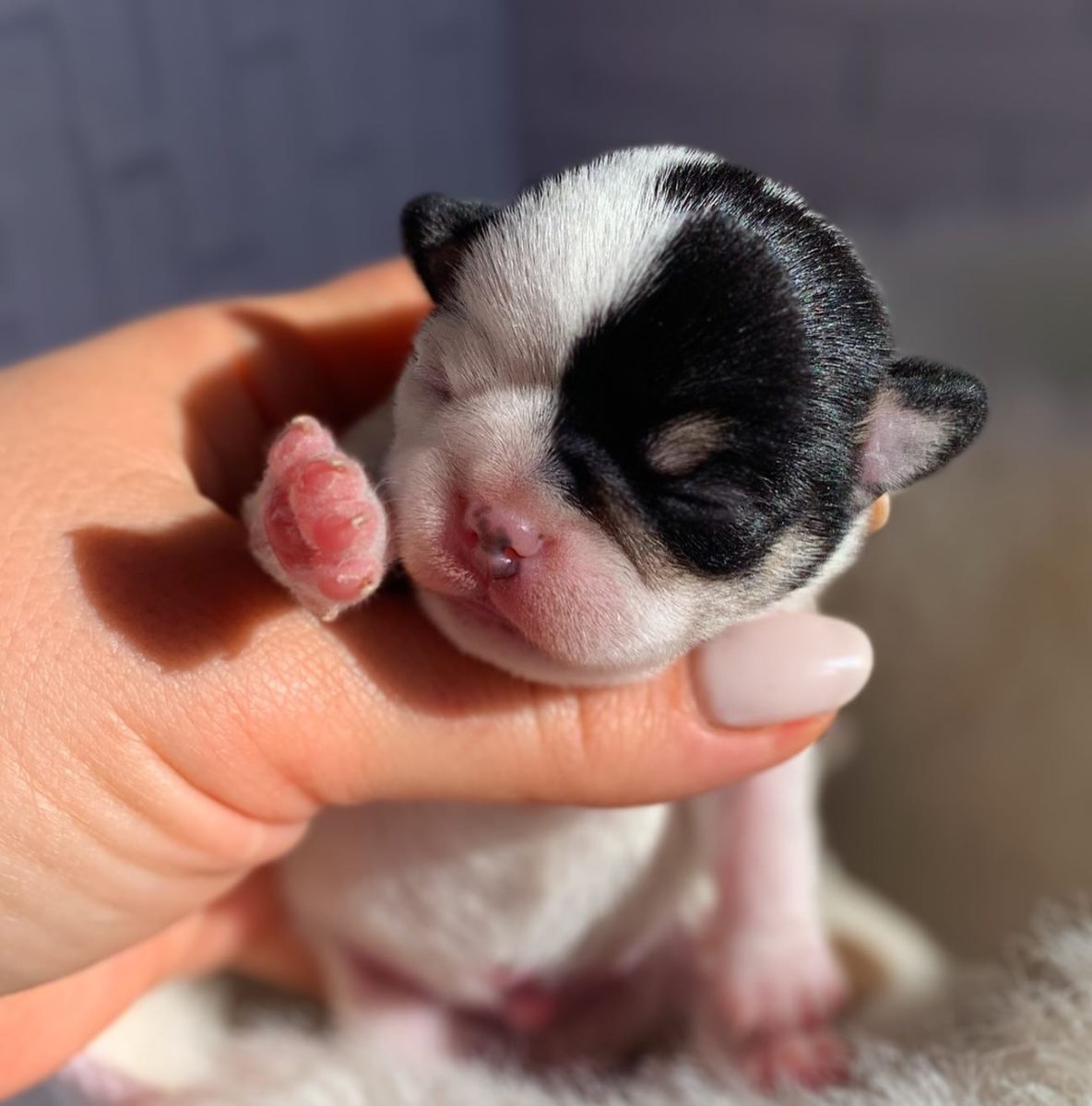 Baby Chihuahua Photos That Are Too Cute for Words