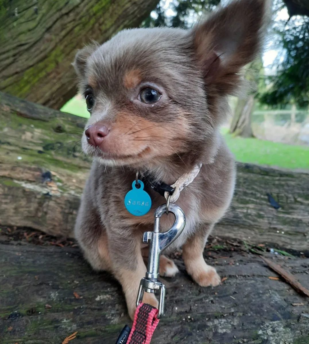 Baby Chihuahua Photos That Are Too Cute for Words