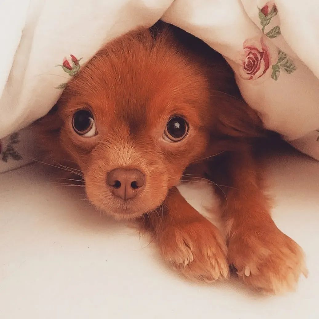 Baby Chihuahua Photos That Are Too Cute for Words