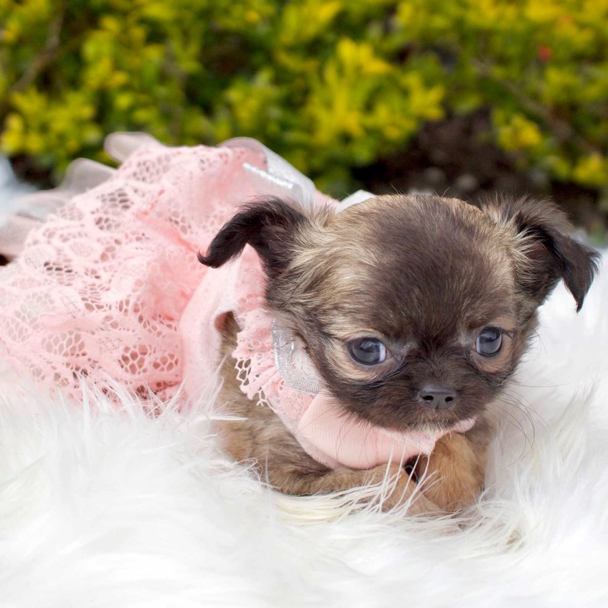 Baby Chihuahua Photos That Are Too Cute for Words