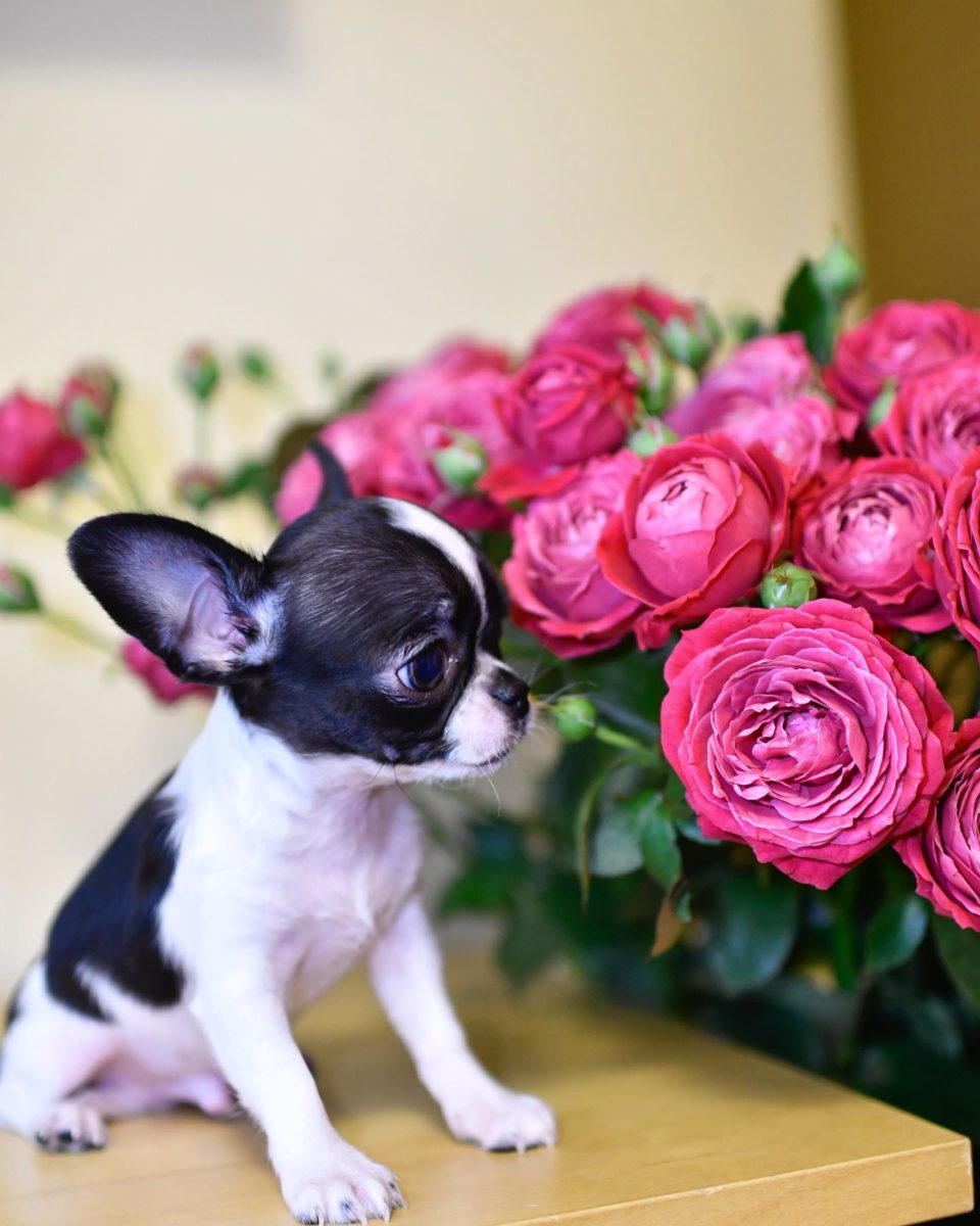 Baby Chihuahua Photos That Are Too Cute for Words