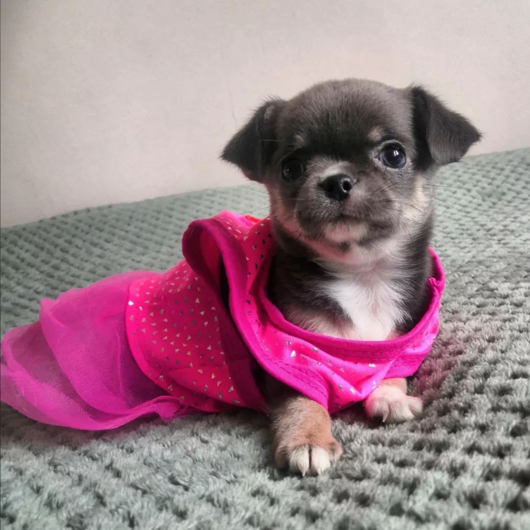 Baby Chihuahua Photos That Are Too Cute for Words