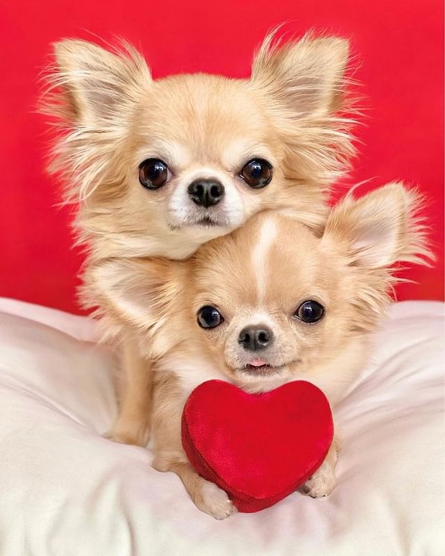 Baby Chihuahua Photos That Are Too Cute for Words