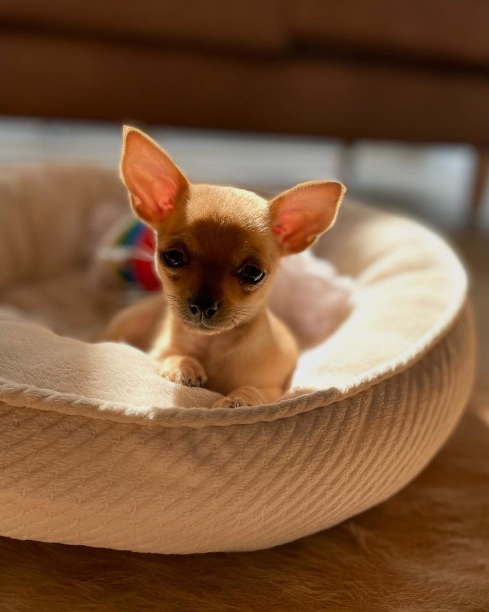 Baby Chihuahua Photos That Are Too Cute for Words