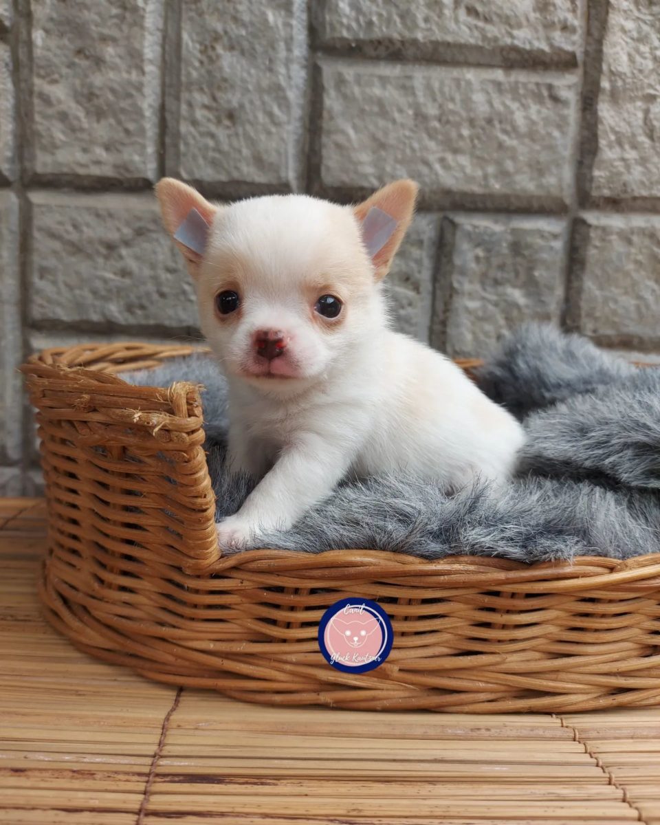 Baby Chihuahua Photos That Are Too Cute for Words