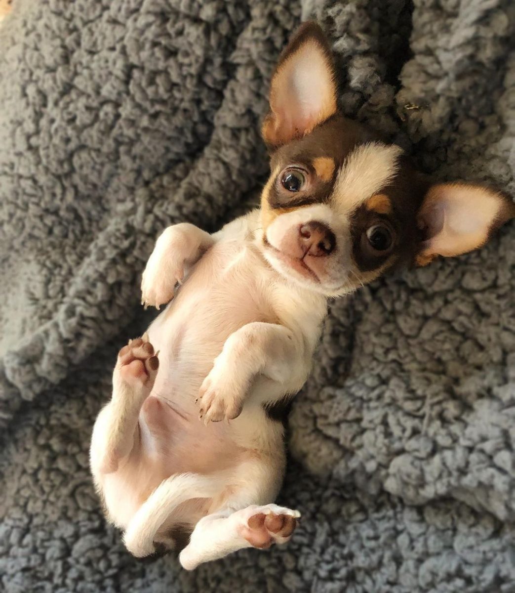 Baby Chihuahua Photos That Are Too Cute for Words