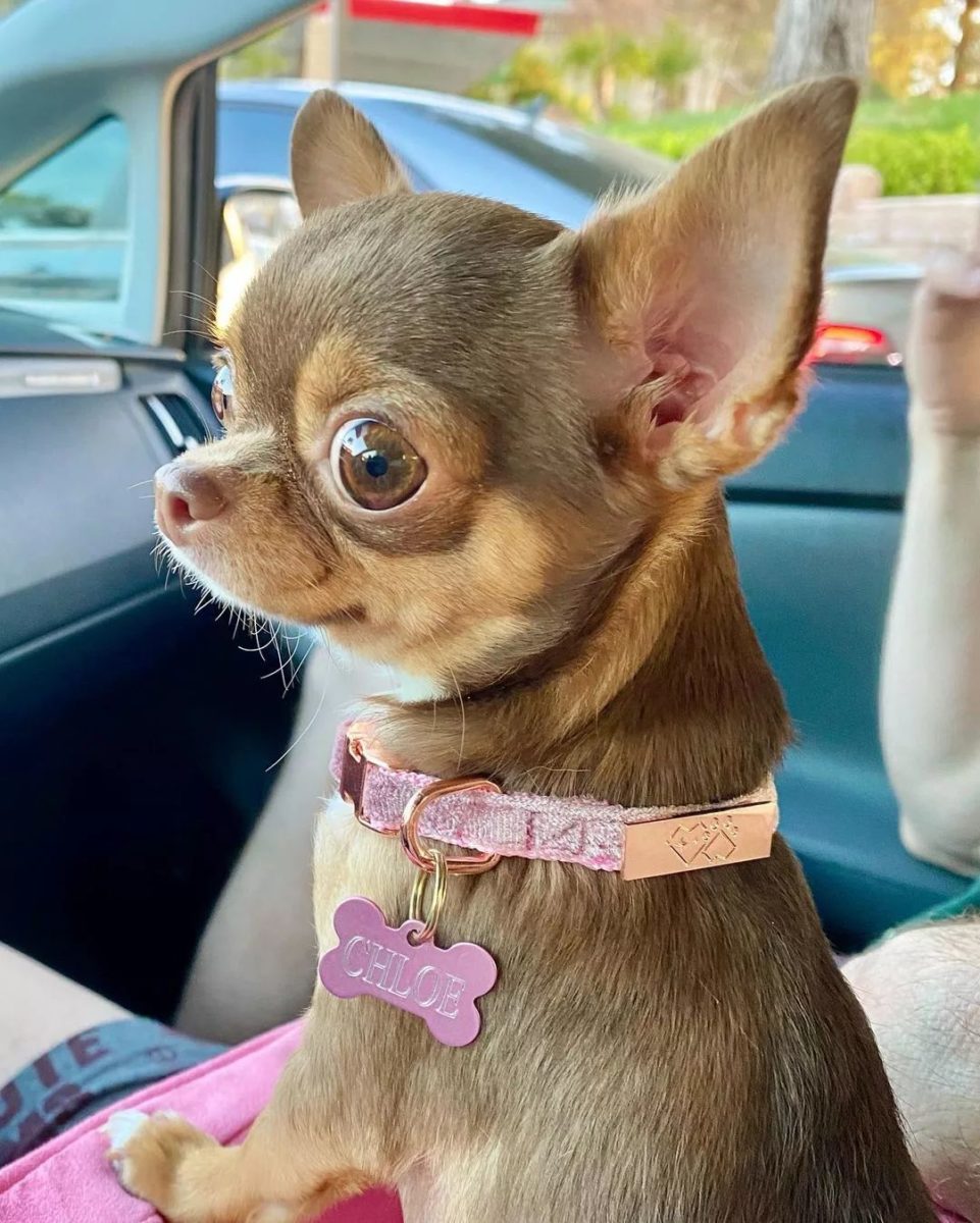 Baby Chihuahua Photos That Are Too Cute for Words