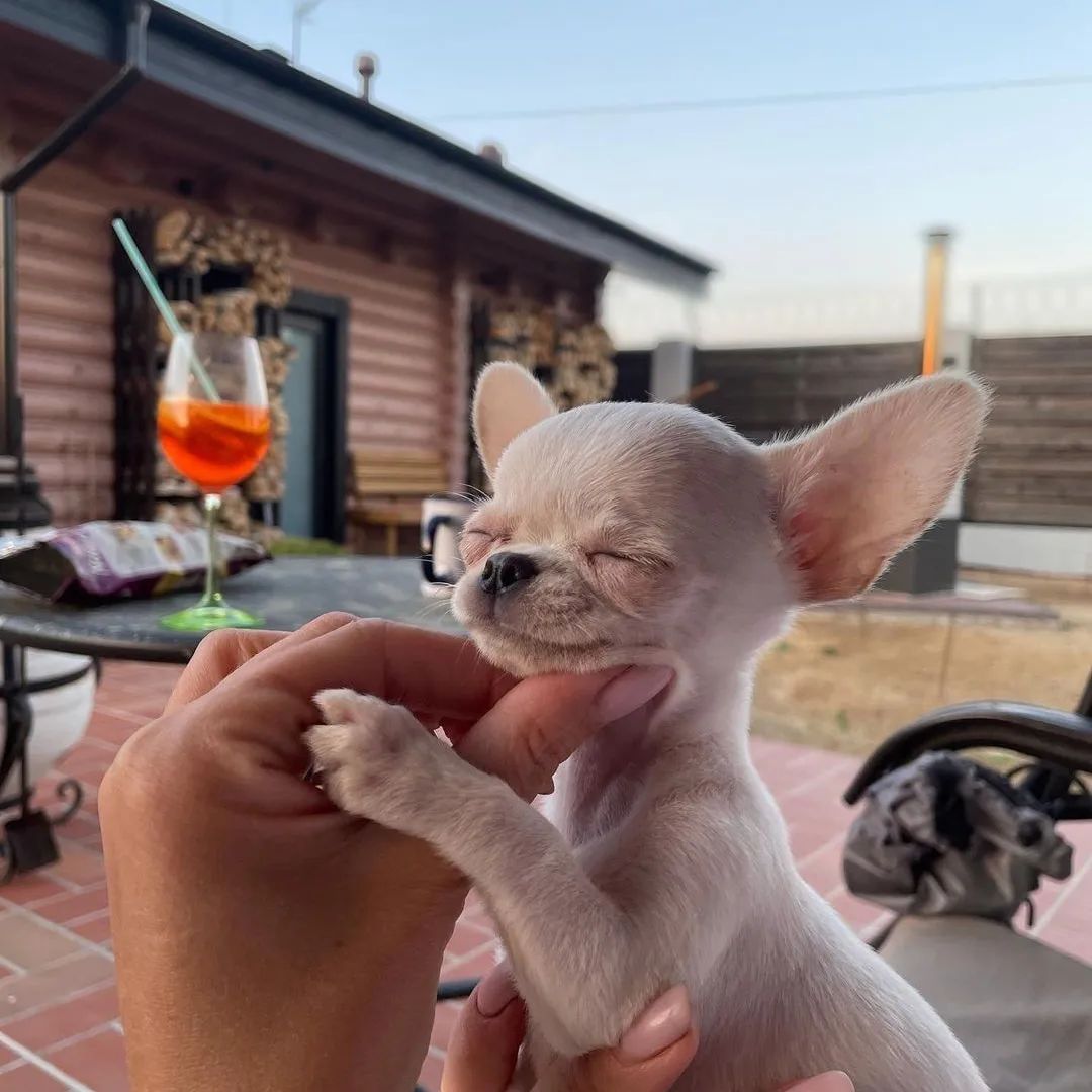 Baby Chihuahua Photos That Are Too Cute for Words