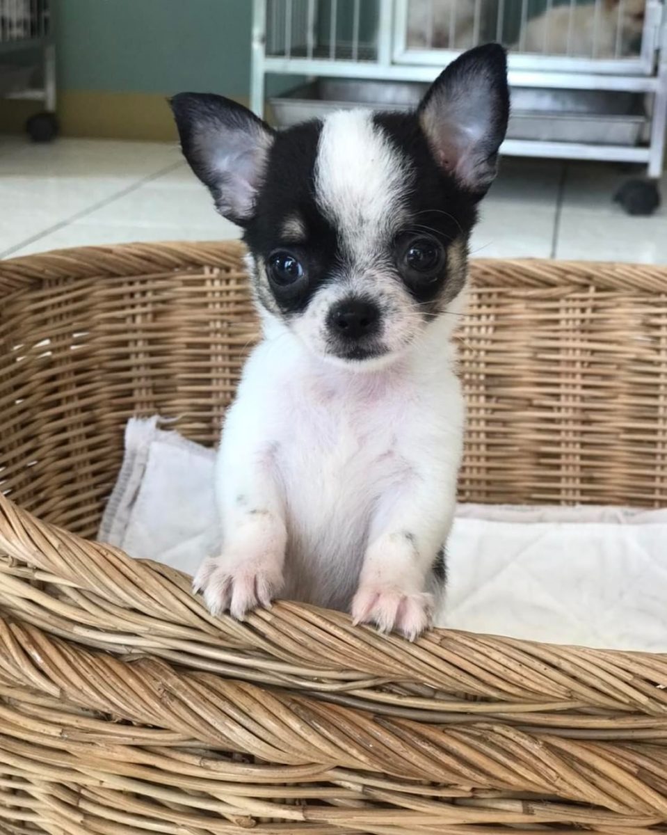 Baby Chihuahua Photos That Are Too Cute for Words