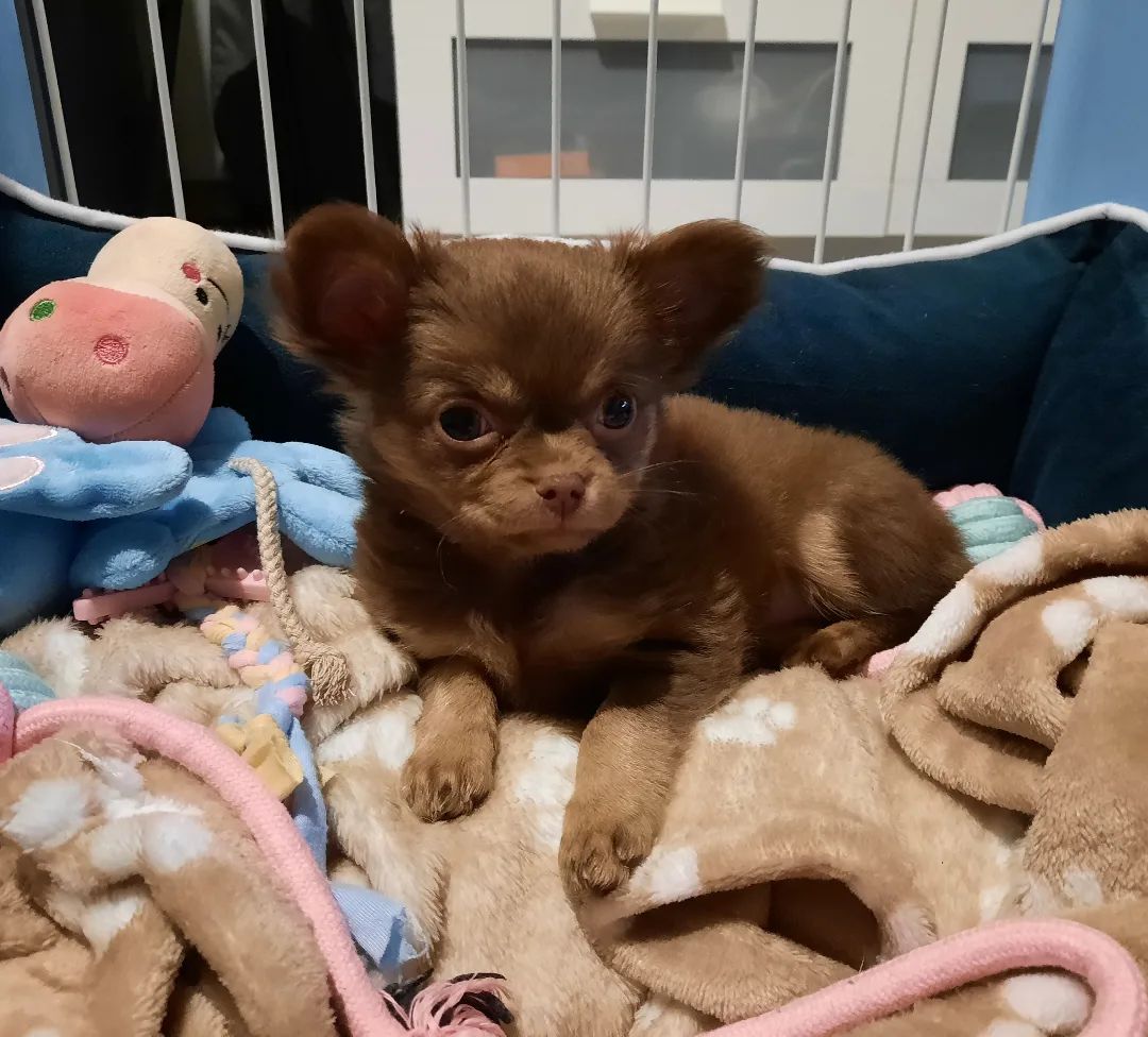 Baby Chihuahua Photos That Are Too Cute for Words