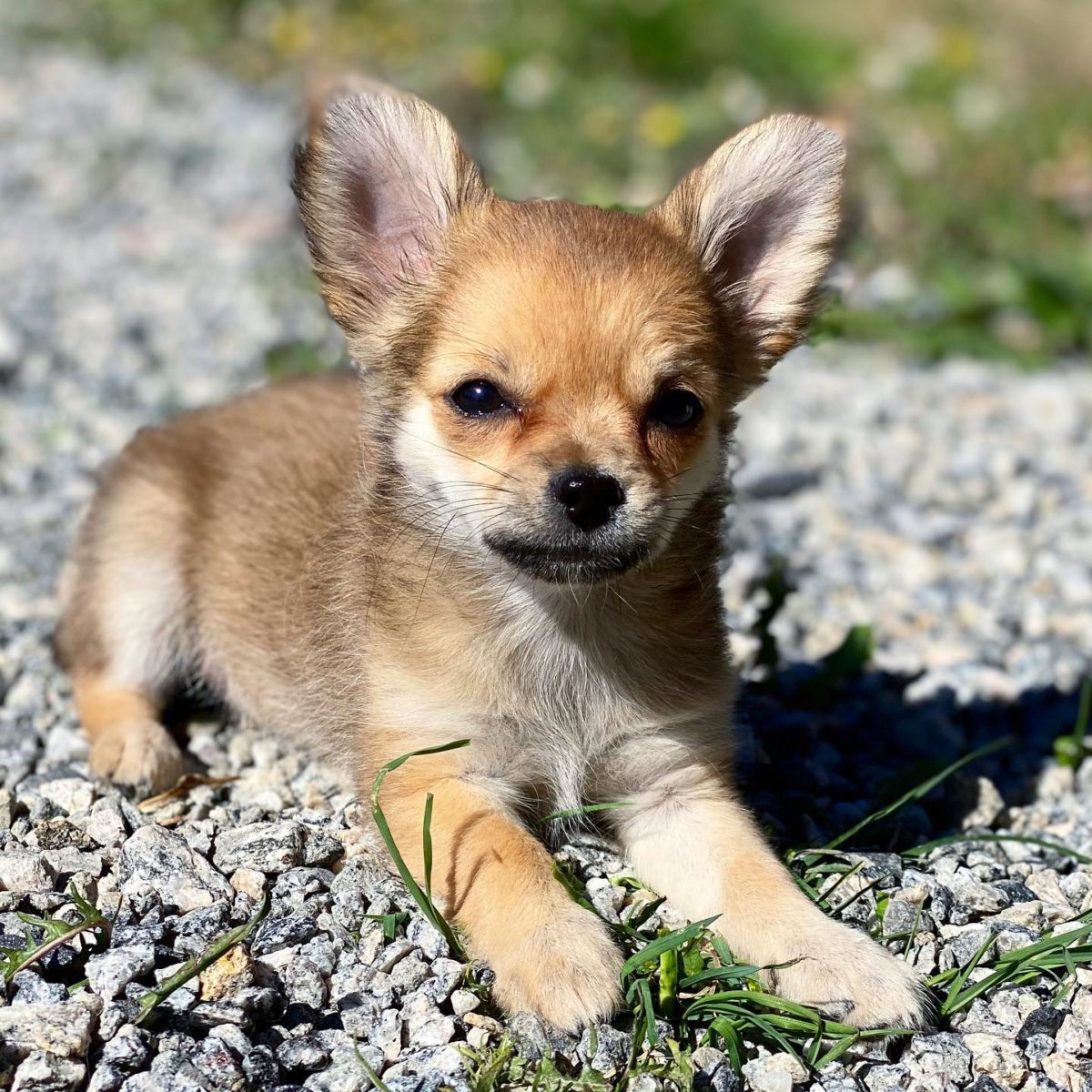 Baby Chihuahua Photos That Are Too Cute for Words