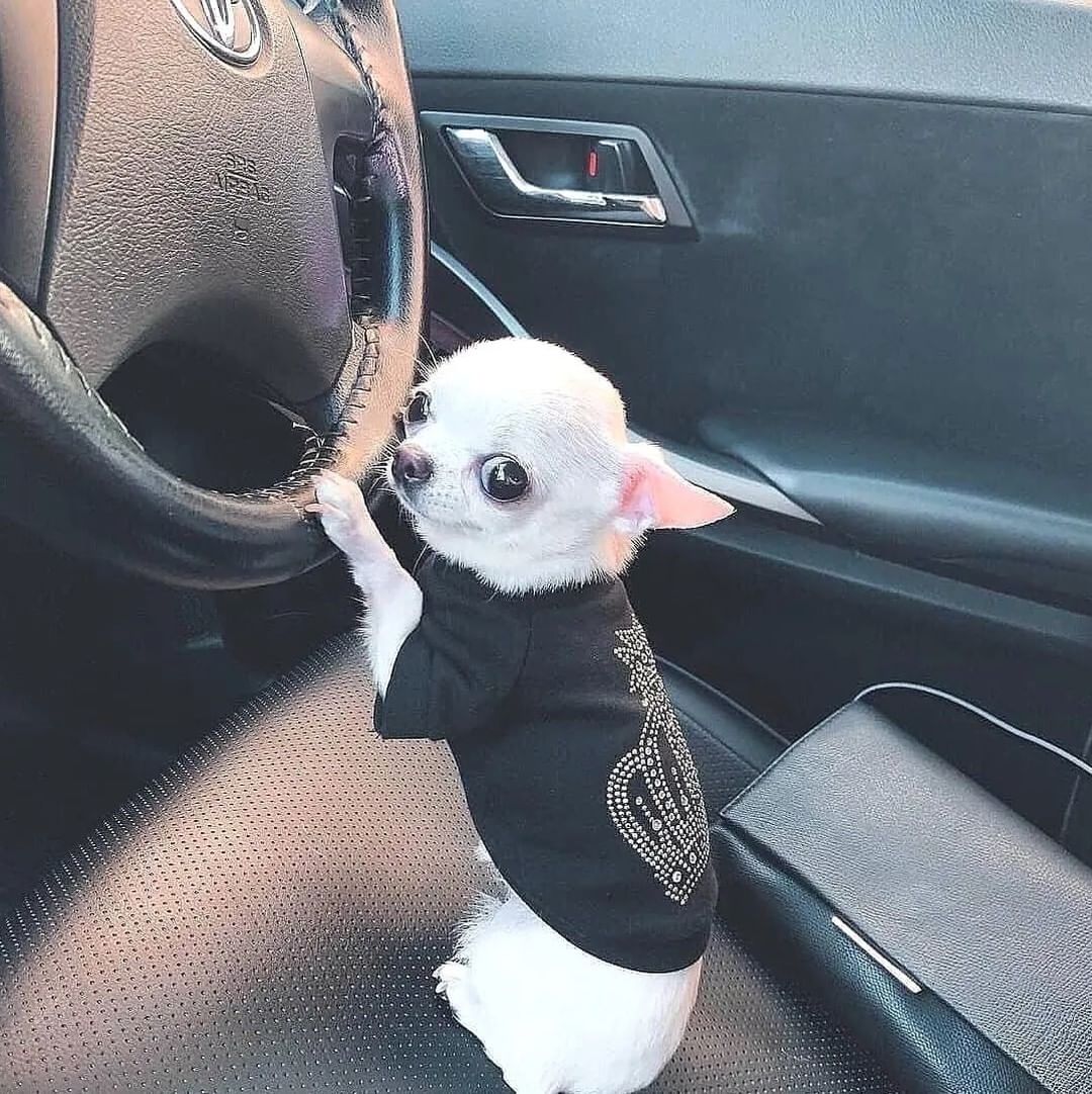 Baby Chihuahua Photos That Are Too Cute for Words