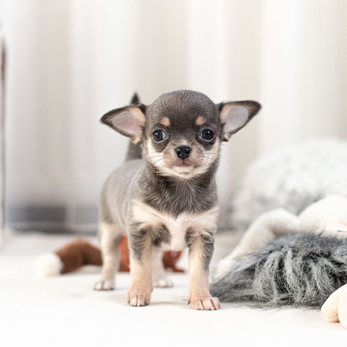 Baby Chihuahua Photos That Are Too Cute for Words