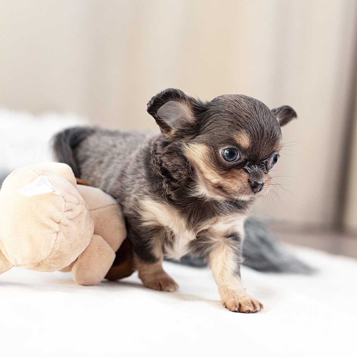 Baby Chihuahua Photos That Are Too Cute for Words