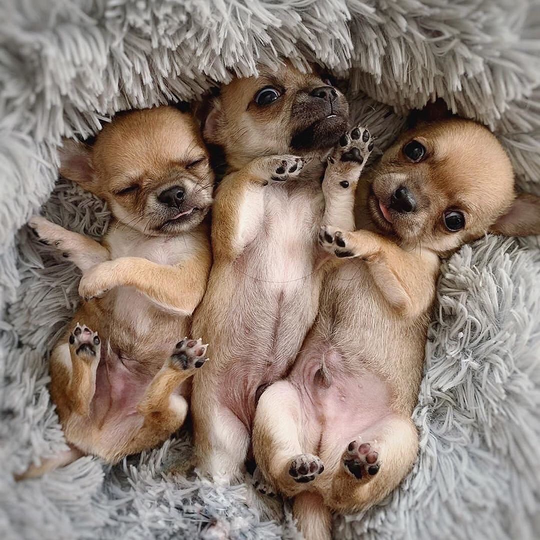 Baby Chihuahua Photos That Are Too Cute for Words