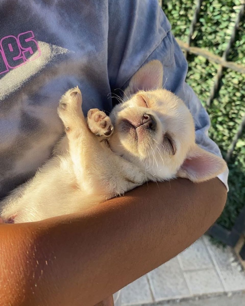 Baby Chihuahua Photos That Are Too Cute for Words