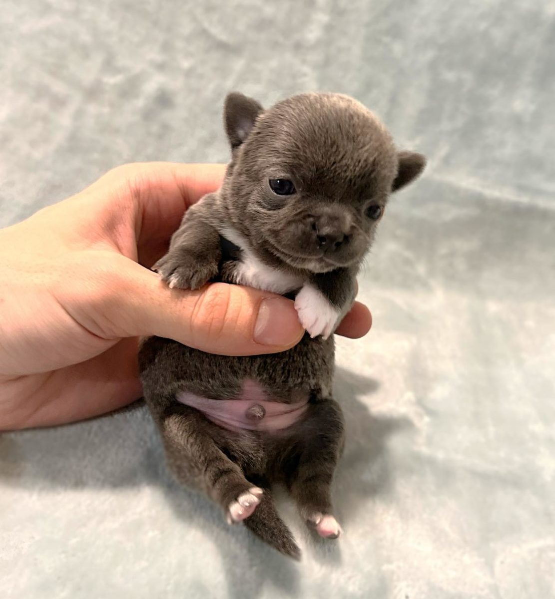 Baby Chihuahua Photos That Are Too Cute for Words