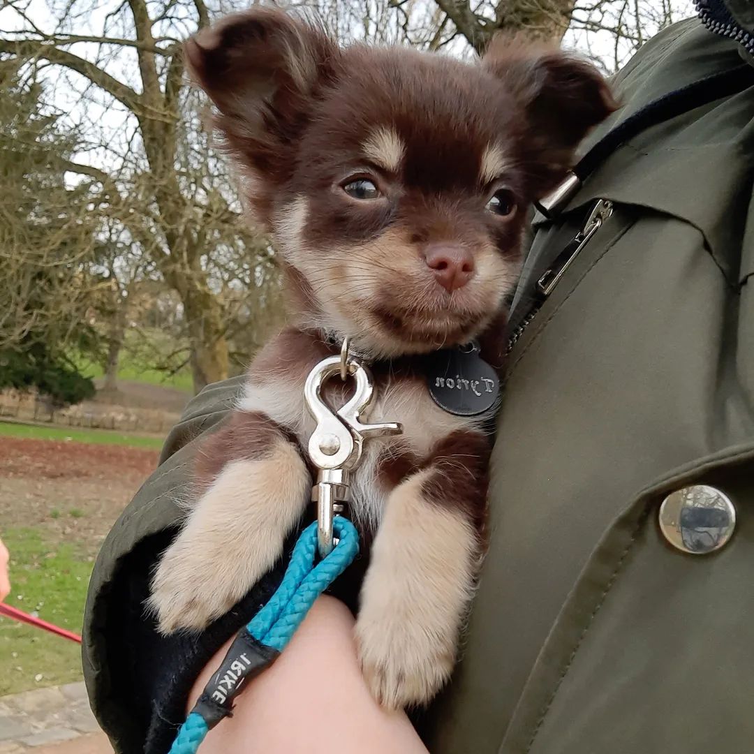 Baby Chihuahua Photos That Are Too Cute for Words