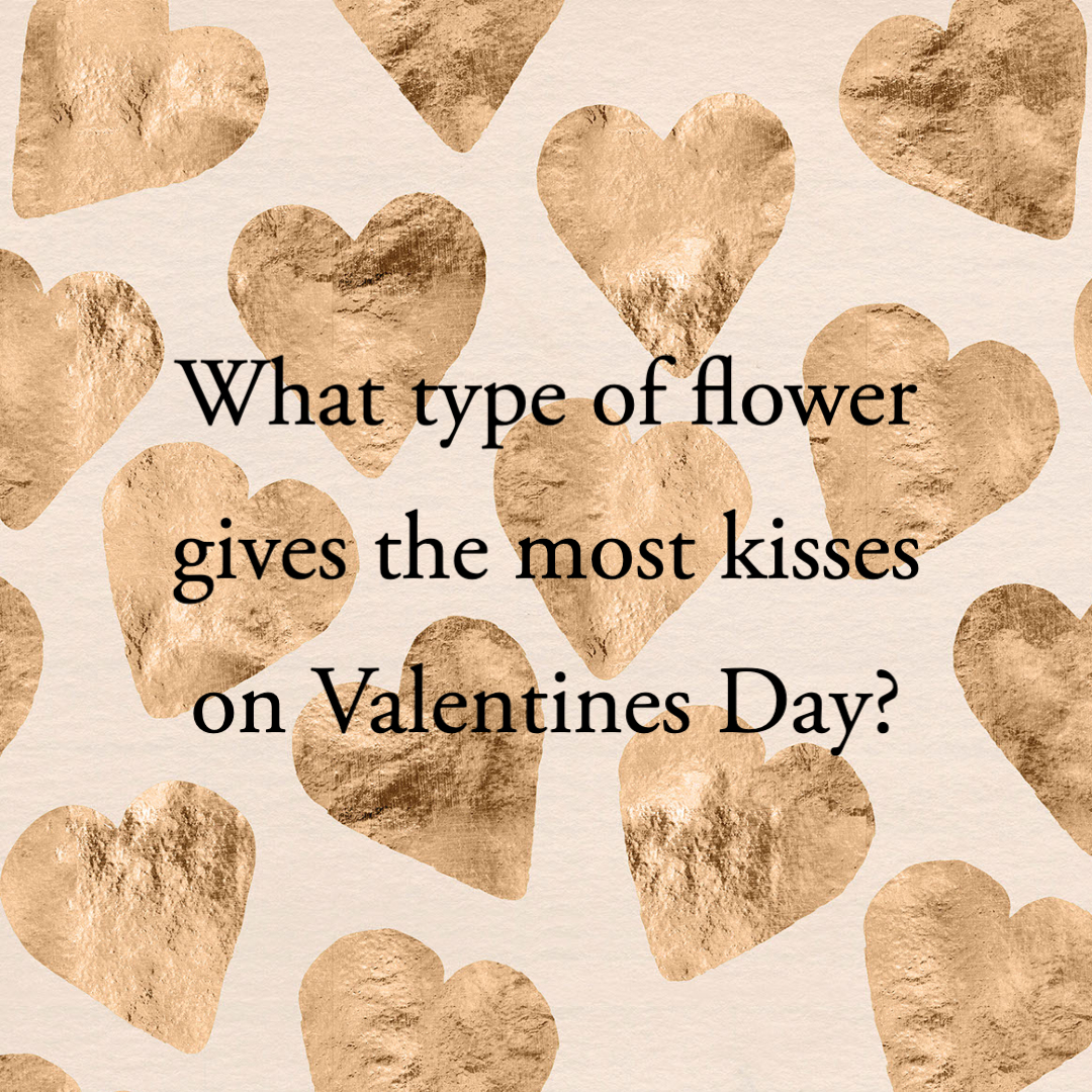 50 Valentines Day Jokes for Kids 