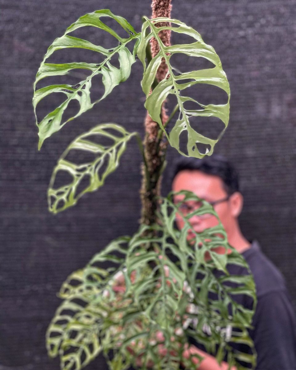 Rare Houseplants Plant-Lovers Can't Wait to Get Their Hands On