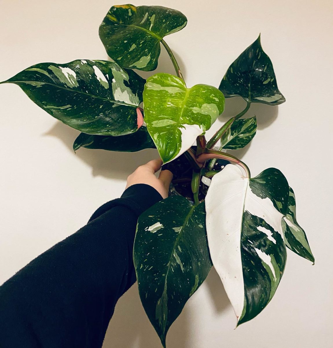 Rare Houseplants Plant-Lovers Can't Wait to Get Their Hands On