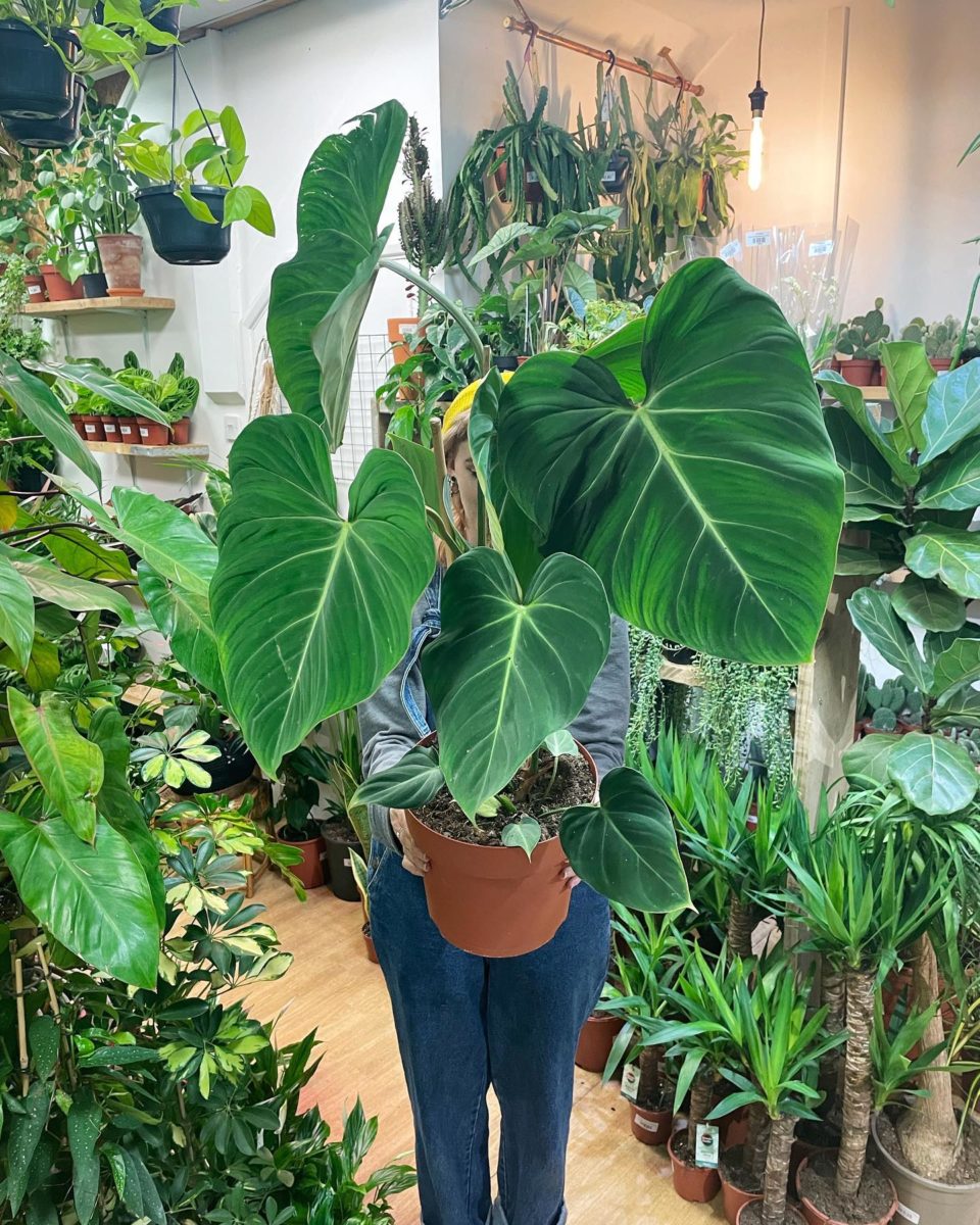 Rare Houseplants Plant-Lovers Can't Wait to Get Their Hands On