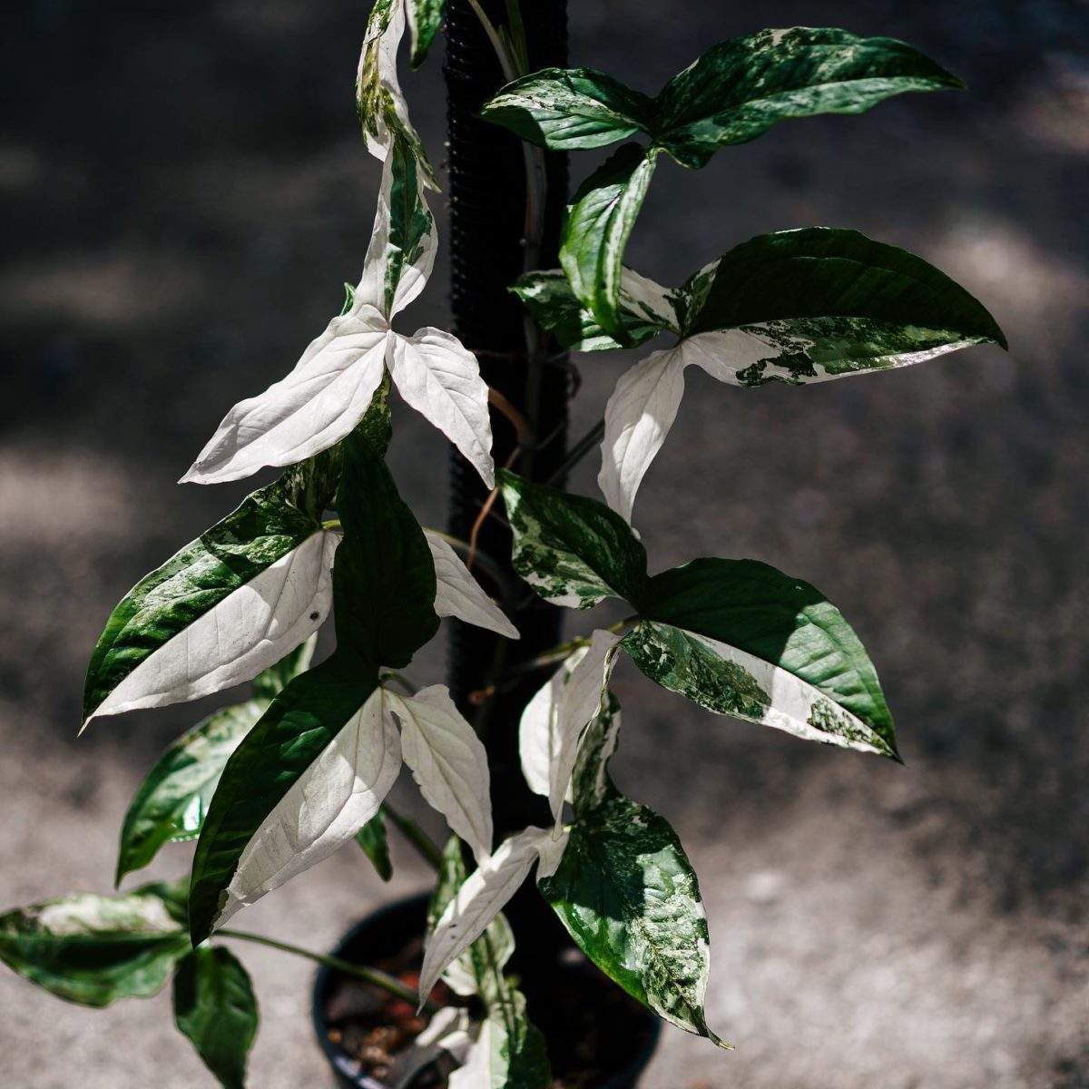 Rare Houseplants Plant-Lovers Can't Wait to Get Their Hands On