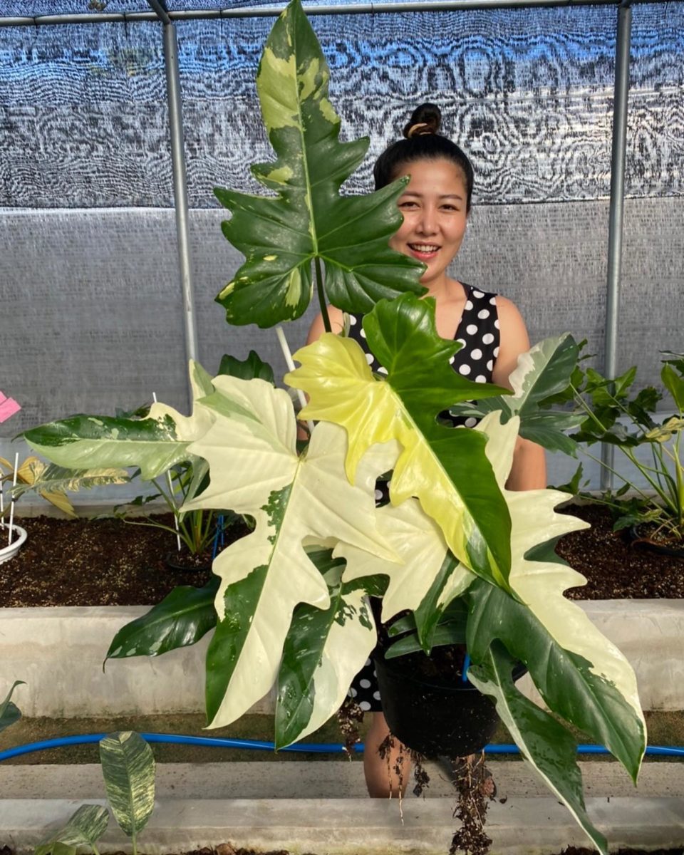 Rare Houseplants Plant-Lovers Can't Wait to Get Their Hands On